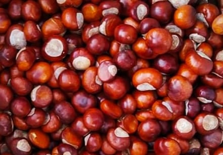 kasztany1
